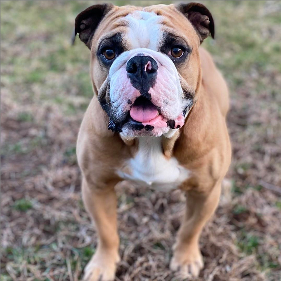 Close-up of Handsome Dan outside on a spring day.